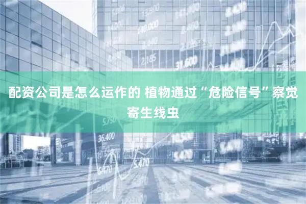 配资公司是怎么运作的 植物通过“危险信号”察觉寄生线虫
